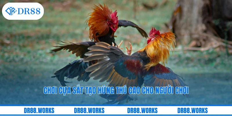 Chơi cựa sắt tạo hứng thú cao cho người chơi